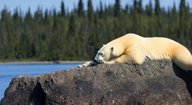 Piękny niedźwiedź polarny leżący na środku kamienia