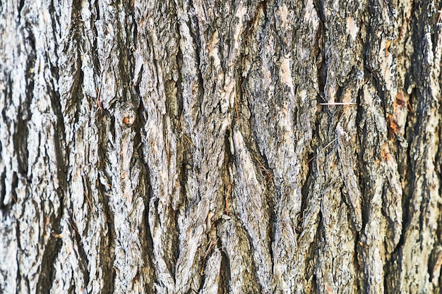 Piękny obraz tekstury kory drzewa