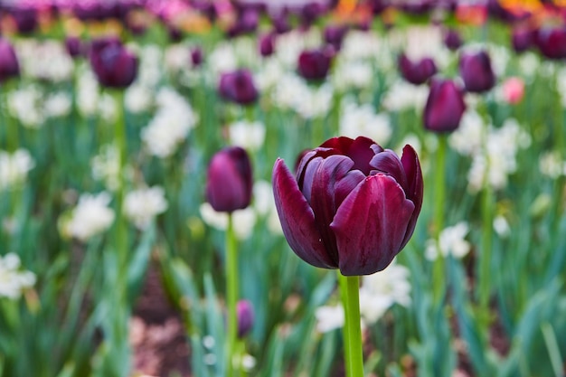 Piękny ogród tulipanów z fioletowymi i białymi kwiatami na wiosnę
