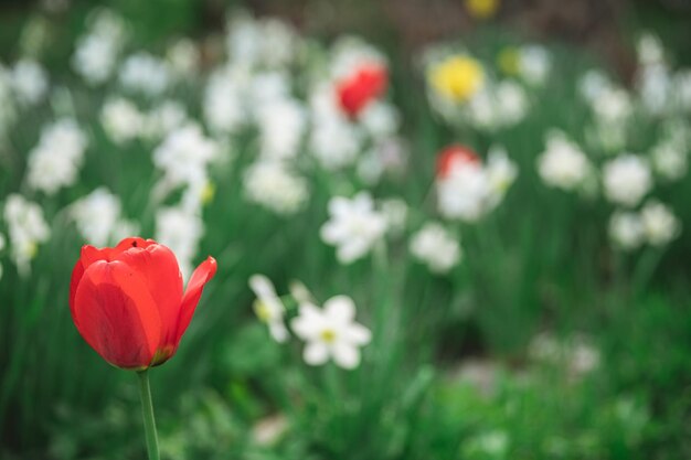 Piękny ogród wiosenny Czerwone tulipany mnóstwo białych narcyzów ogrodnictwo florystyka