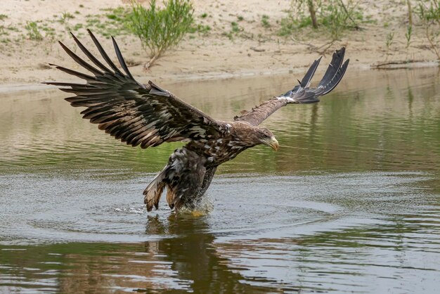 Zdjęcie piękny orzeł bielik (haliaeetus albicilla) łowiący ryby.