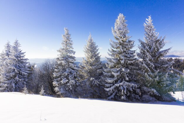 Piękny ośnieżony stok z jodłami pokrytymi śniegiem stoją na tle błękitnego nieba w słoneczny zimowy dzień Pojęcie nieskazitelnej, pięknej przyrody w północnym kraju