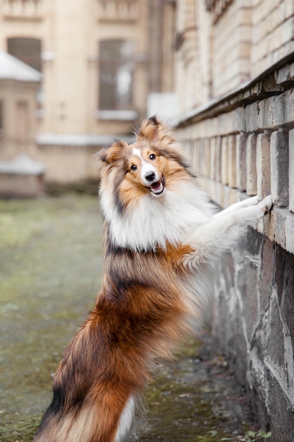 Piękny owczarek szetlandzki Sheltie pies na zewnątrz