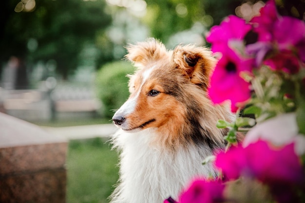 Piękny owczarek szetlandzki Sheltie pies na zewnątrz