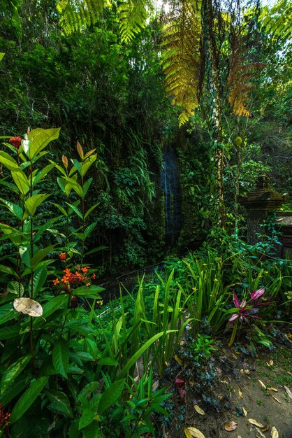 Piękny panoramiczny widok na bali w Indonezji