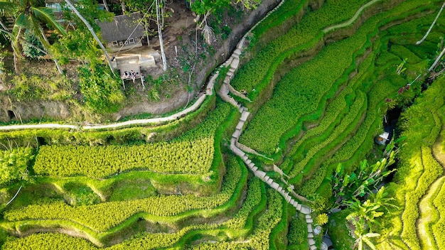 Piękny panoramiczny widok na bali w Indonezji