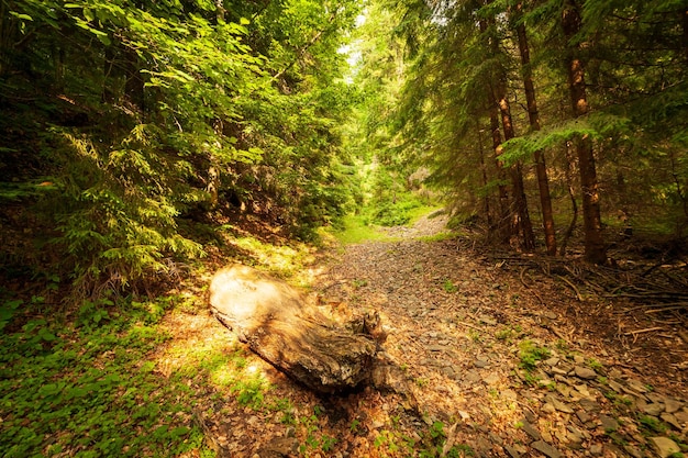 Piękny panoramiczny widok zgniłej kłody leżącej na leśnej drodze Karpaty Ukraina Przełęcz Kamenka Synevyr