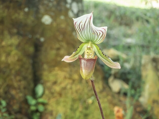 Piękny Paphiopedilum w ogródzie