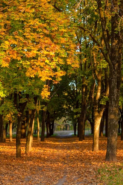 Piękny park jesienią. Malownicza przyroda, złote drzewa w promieniach słońca.