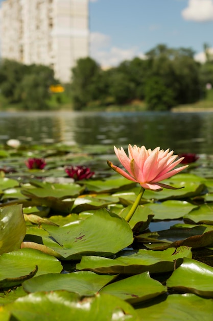 Zdjęcie piękny park miejski w kijowie jezioro lotosów z wieloma wielobarwnymi liliami wodnymi