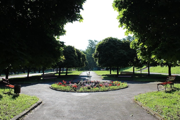 Piękny park miejski z ścieżkami i zielonym drzewem we Lwowie