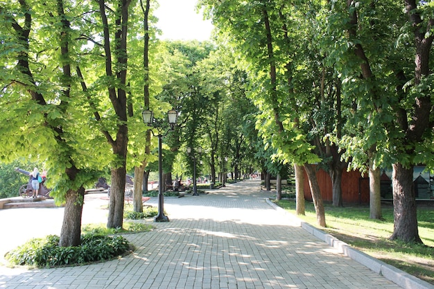 Piękny park miejski ze ścieżką i zielonymi drzewami