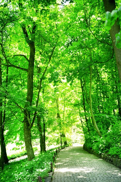 Piękny Park Na Zewnątrz