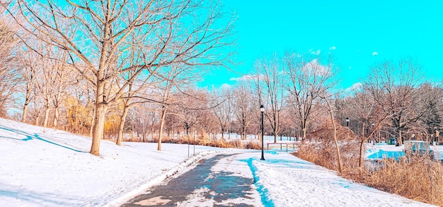 piękny park w chłodne dni i śnieg