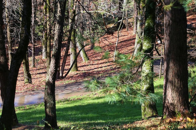 Zdjęcie piękny park w słoneczny dzień.