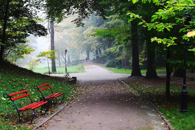 Piękny park we mgle