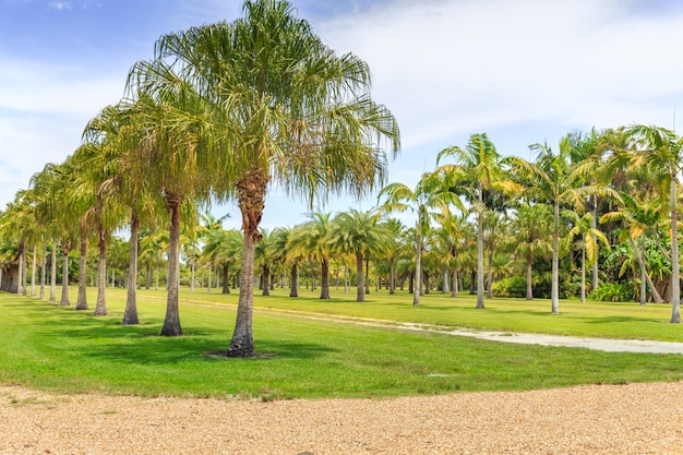 Piękny park z tropikalną przyrodą i palmami