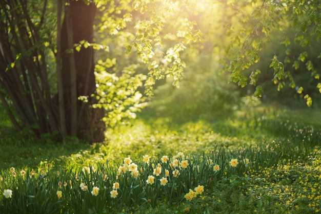 Piękny park z zieloną trawą Ciepłe lato