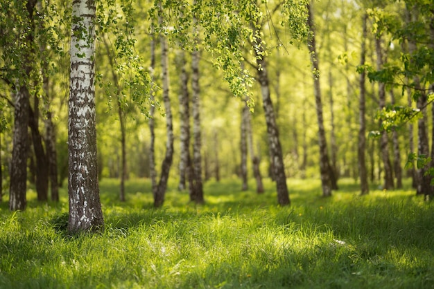 Piękny park z zieloną trawą Ciepłe lato