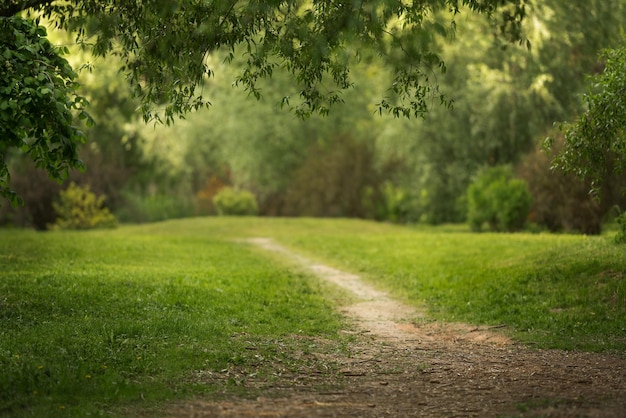 Piękny park z zieloną trawą Ciepłe lato