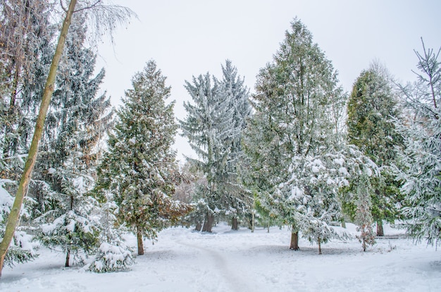 Piękny park zimą. Mrożone jodły