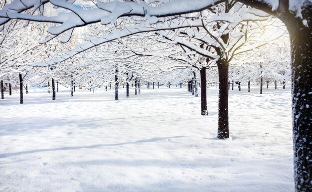 Piękny park zimowy