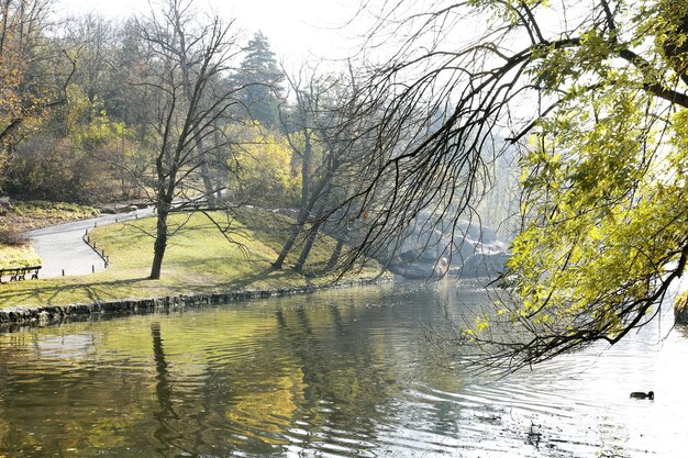 piękny park