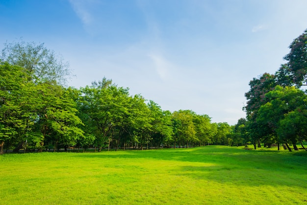 Piękny parkowy scena park z zieleni trawy polem publicznie