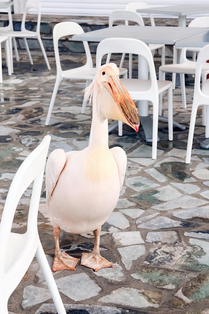 Piękny pelikan w kawiarni restauracyjnej na naturze nad morzem