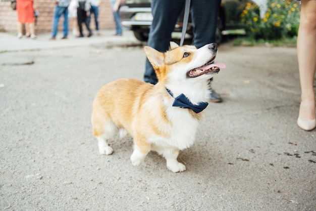 Piękny pies corgi noszący muszkę na weselu