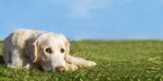 Piękny pies Golden Retriever leżący na trawie w słoneczny letni dzień z błękitnym niebem