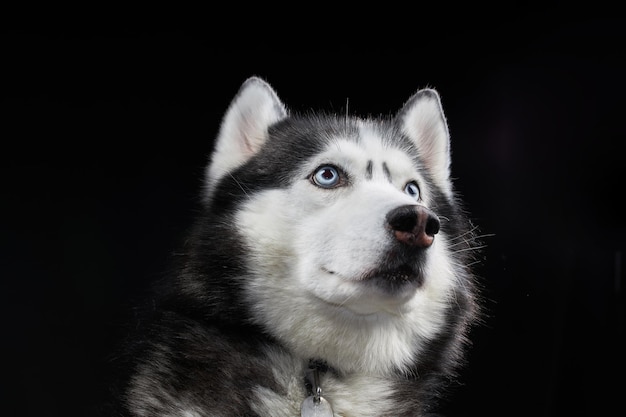 Piękny pies husky syberyjski o niebieskich oczach pozuje w studio na czarnym tle