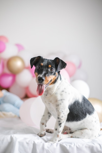 Piękny pies jack russel terrier z wieloma balonami na białym tle