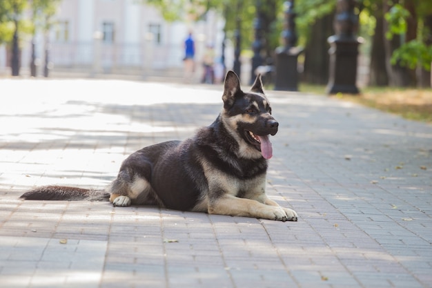 Piękny pies pasterski leży na asfalcie pod miastem