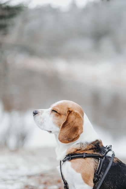 Piękny Pies Rasy Beagle Spacerujący W Zimowym Lesie W Ciągu Dnia