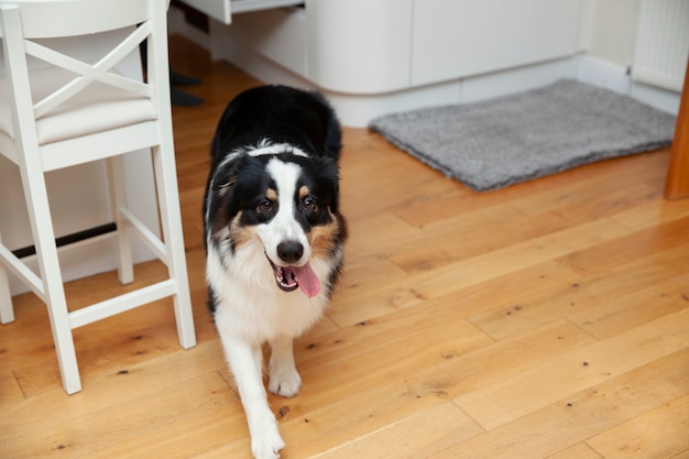 Zdjęcie piękny pies rasy border collie w domu