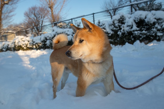 Piękny pies rasy Shiba Inu zimą na psie iceshiba inu stojącym przed lodospadem