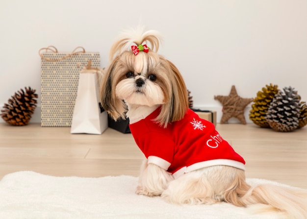 Piękny pies Shih Tzu ubrany w czerwony świąteczny sweter