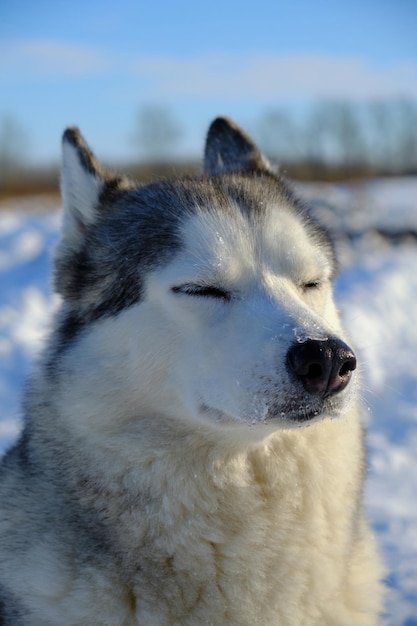 Piękny pies, Siberian Husky z bliska pysk w zimie w jasny słoneczny dzień.