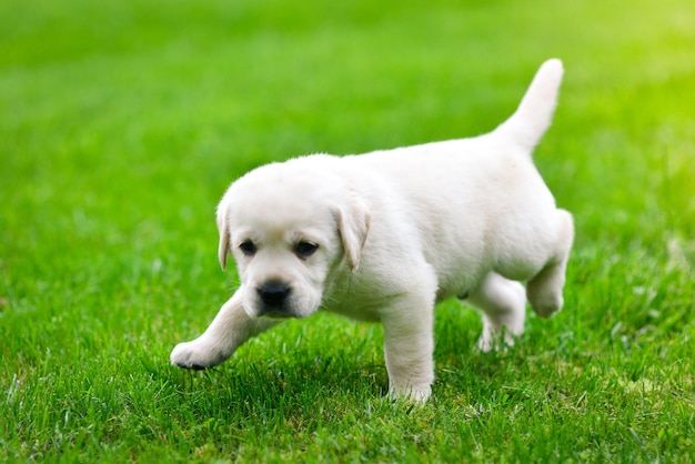 Piękny pies szczeniak Labrador Retriever bawi się