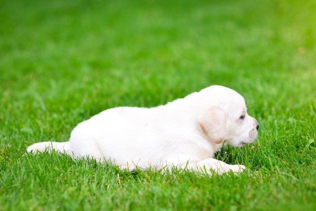 Piękny Pies Szczeniak Labrador Retriever Bawi Się