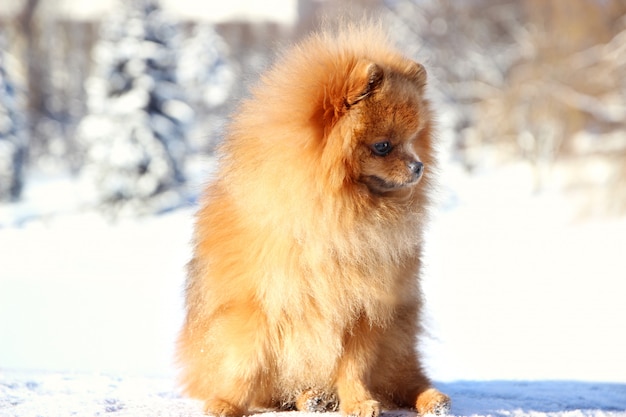 Piękny Pies W Winter Park. Pomorski Pies Na Zewnątrz. Przygotowany Pies. Zimowy