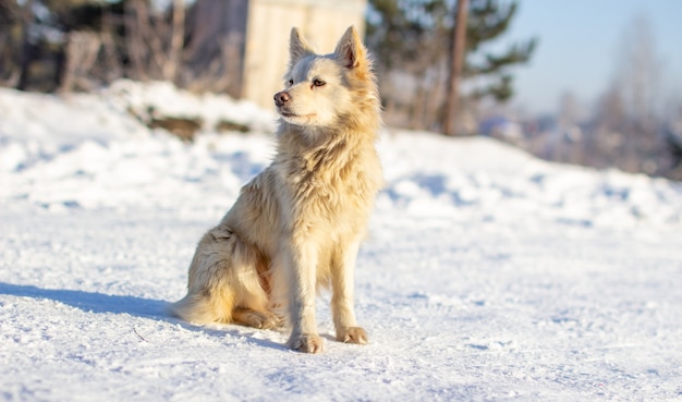 Piękny pies w zimie siedzi na śniegu i czuwa. Zimą pies nie jest zmarznięty.