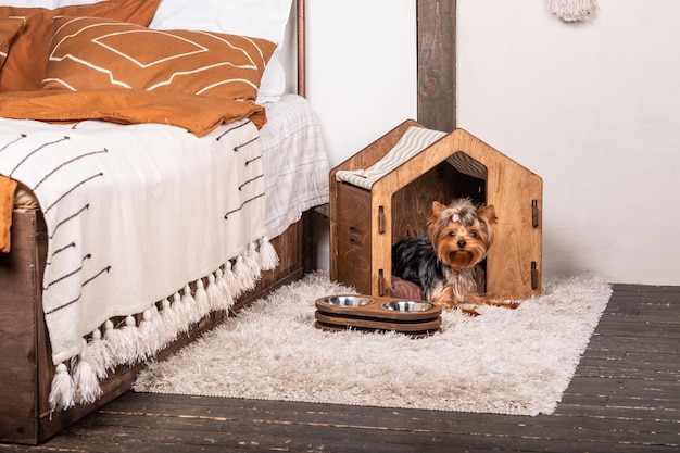 Piękny pies Yorkshire Terrier wygląda ze swojego pięknego domku dla zwierząt