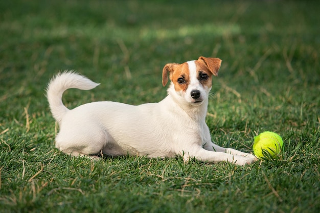 Piękny piesek zabawny szczeniak jack russell terrier grający na zielonej trawie w publicznym parku wiosną