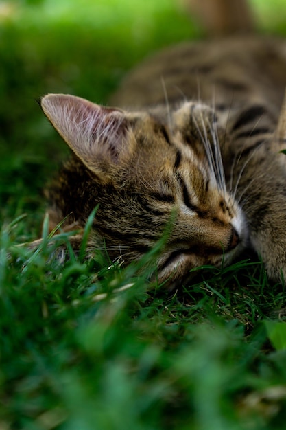 Piękny pionowy obraz małego kota śpiącego na trawie