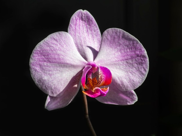 Piękny pojedynczy kwiat różowej orchidei phalaenopsis na czarnym tle z bliska kopia przestrzeń