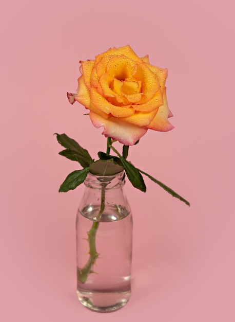 Piękny pojedynczy kwiat róży w szklanym wazonie z wodą na różowym tle