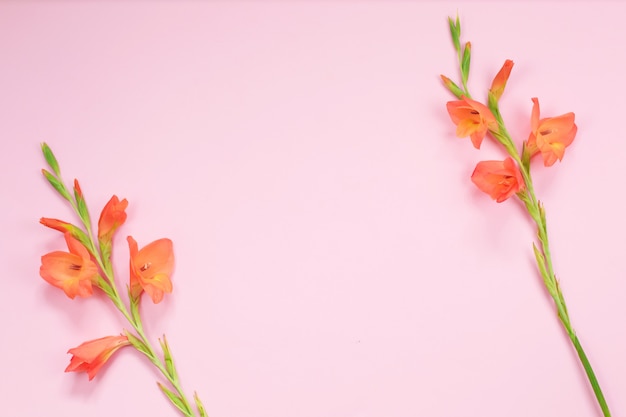 Piękny pomarańczowy gladiolusa kwiat na różowym tle