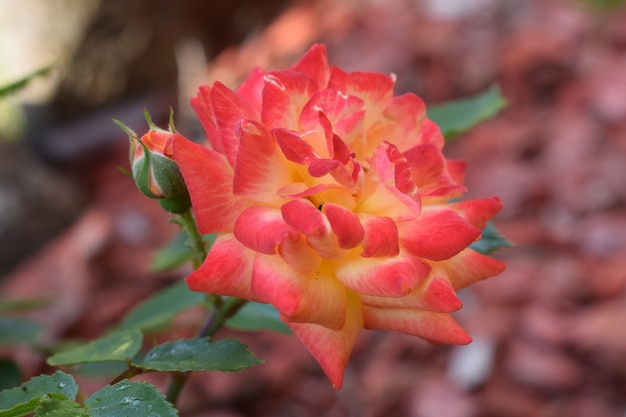 Piękny pomarańczowy i żółty mieszany kolor róży